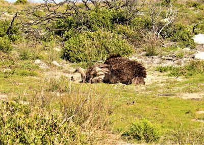 Cape Point Hiking Trail