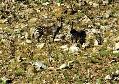 Tierkloof-Trail